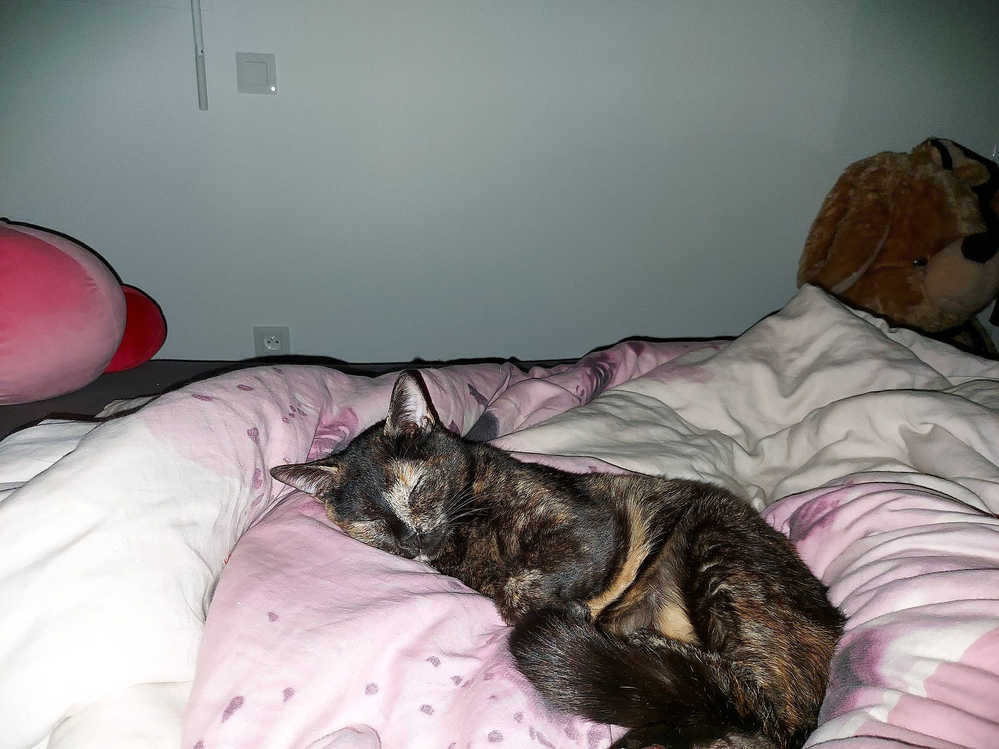 Tsuki participe au concours pour gagner de l'argent avec cette photo : bed, bed_sheet, bedding, bedroom, carnivore, cat, comfort, dog_breed, domestic_short_haired_cat, felidae, fur, linens, mammal, nap, room, small_to_medium_sized_cats, snout, tail, textile, whiskers