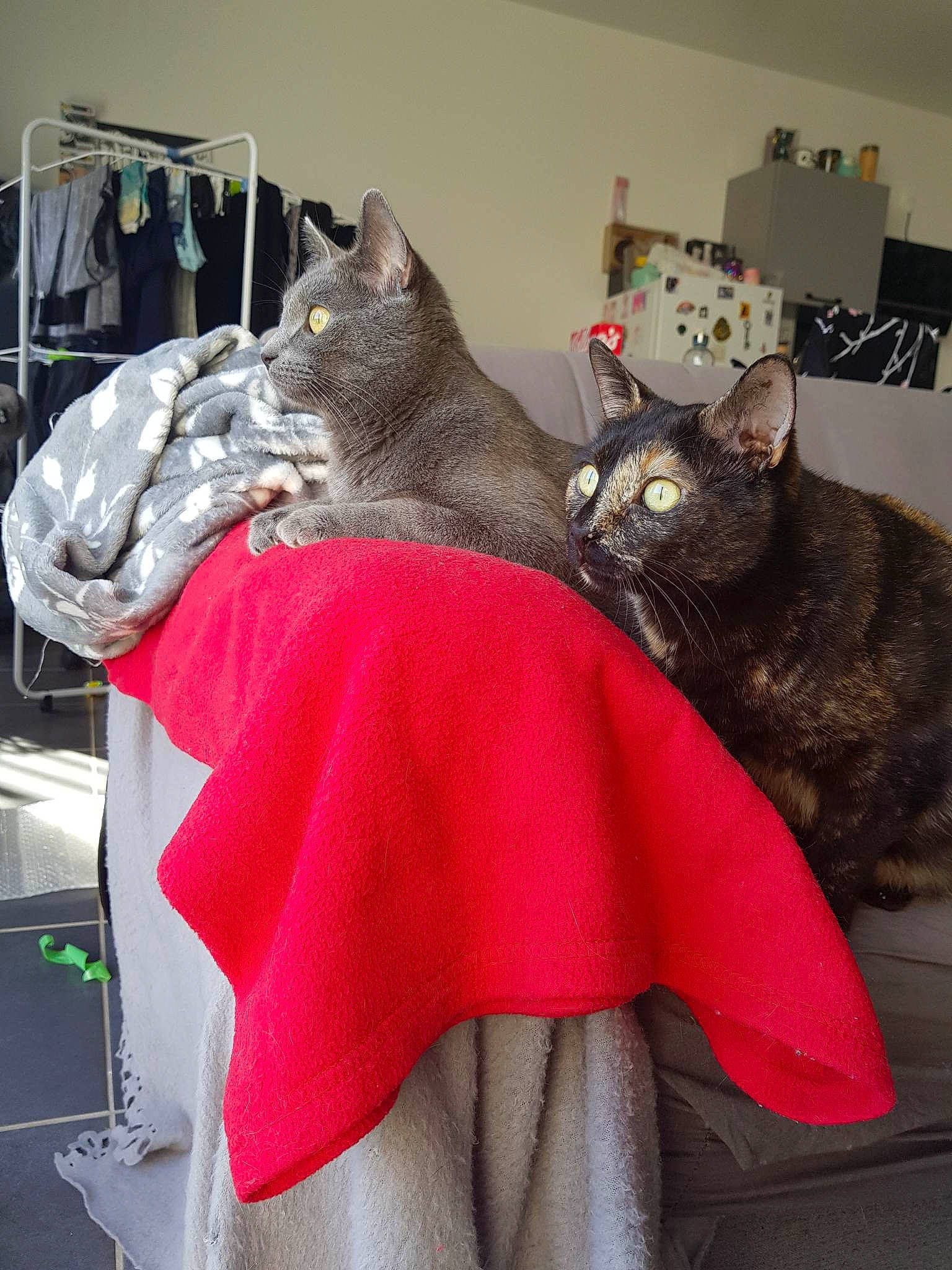 Tsuki a rejoint le concours — aidez-le/la à gagner de superbes lots ! black_cat, canidae, carnivore, cat, cat_supply, claw, comfort, domestic_short_haired_cat, fawn, felidae, fur, grey, linens, mammal, pattern, paw, room, small_to_medium_sized_cats, tail, whiskers