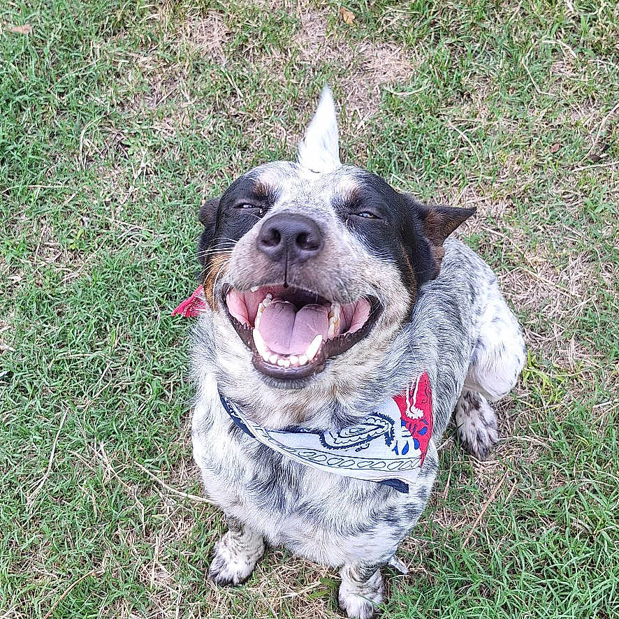 Freckles joined the competition — help win amazing prizes! animal, bulldog, canine, clothing, dog, face, footwear, grass, head, lawn, pants, person, pet, photography, plant, portrait, puppy, runningshoe, shoe, sneaker