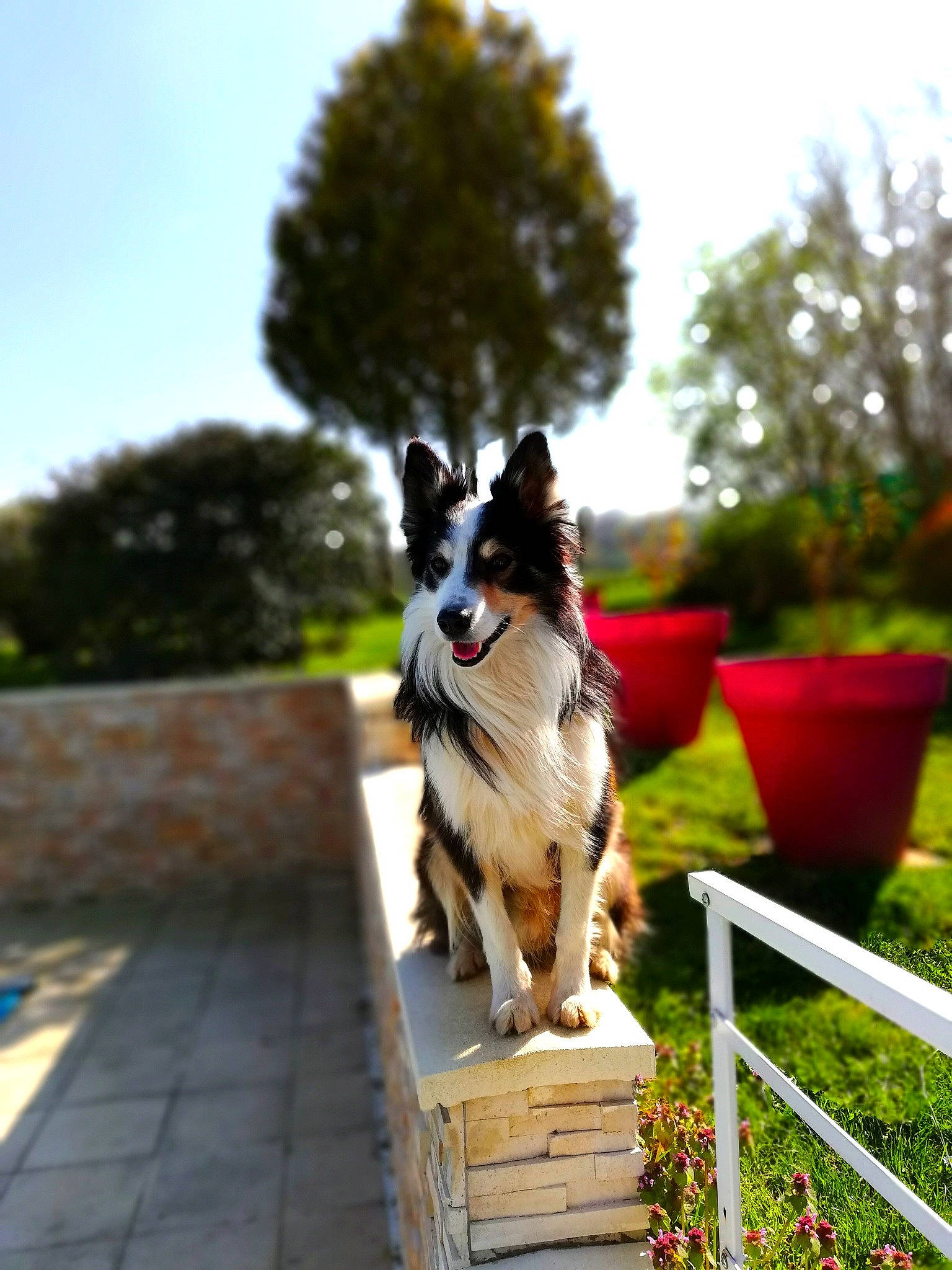 Iam a rejoint le concours — aidez-le/la à gagner de superbes lots ! border_collie, canidae, carnivore, dog, dog_breed, mammal, sporting_group, tree, vertebrate