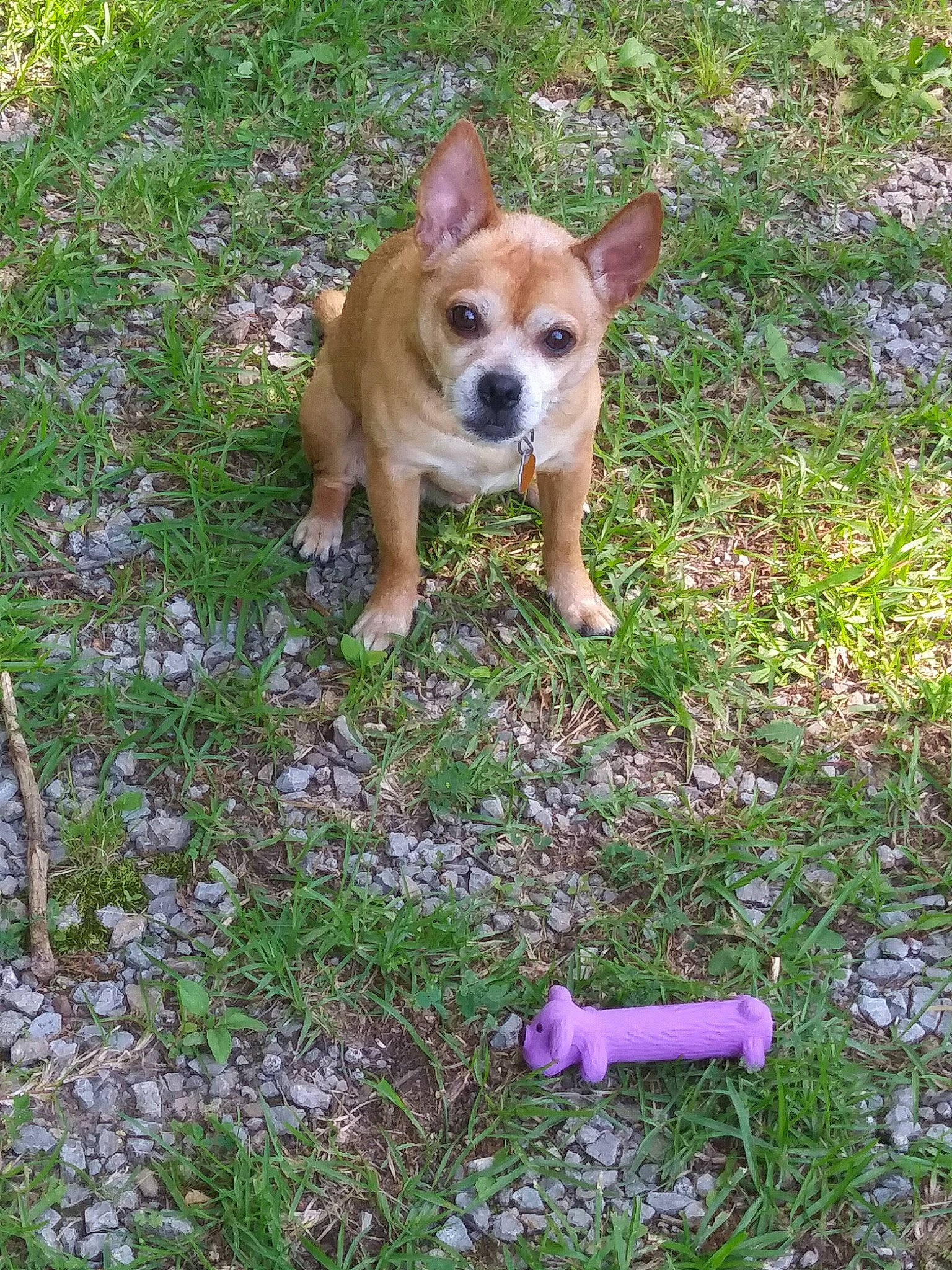 Bubba is registered to the contest to win money with this photo: ancient_dog_breeds, boston_terrier, carnivore, chihuahua, companion_dog, dog, dog_breed, fawn, grass, groundcover, plant, soil, sporting_group, tail, terrestrial_animal, toy_dog, whiskers, working_animal, working_dog