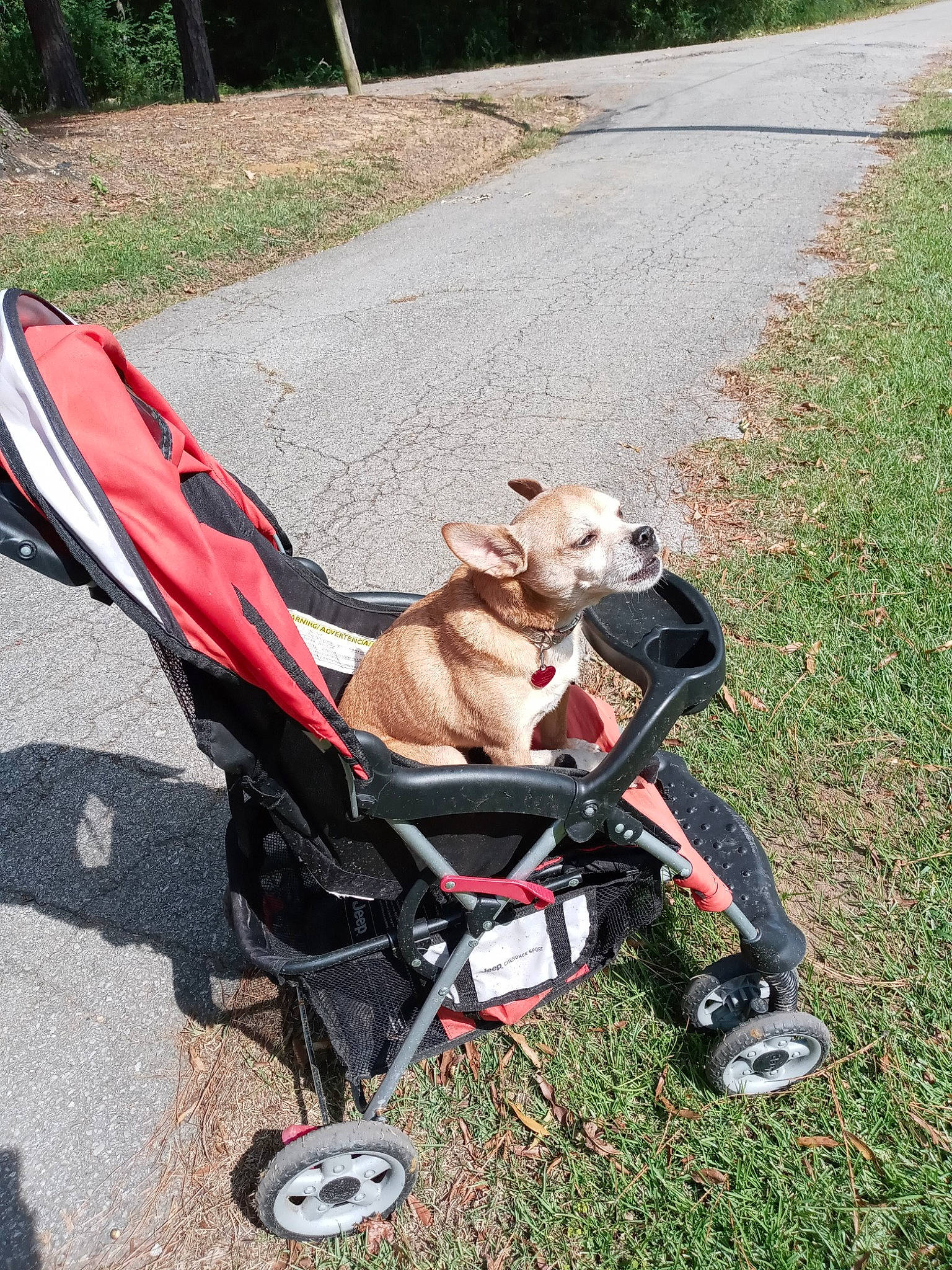Bubba is registered to the contest to win money with this photo: asphalt, baby_carriage, baby_products, bicycle_accessory, canidae, carnivore, companion_dog, dog, dog_breed, fawn, grass, motor_vehicle, plant, road_surface, sporting_group, tire, tree, vehicle, wheel, working_animal