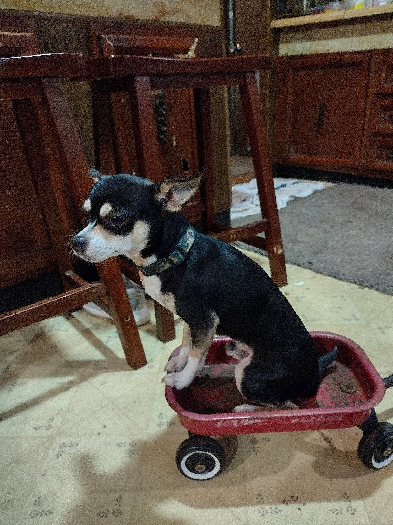 Jackson joined the competition — help win amazing prizes! cabinetry, canidae, carnivore, chair, collar, companion_dog, dog, dog_breed, dog_supply, flooring, hardwood, mammal, pet_supply, rolling, snout, sporting_group, tire, wheel, wood, working_animal