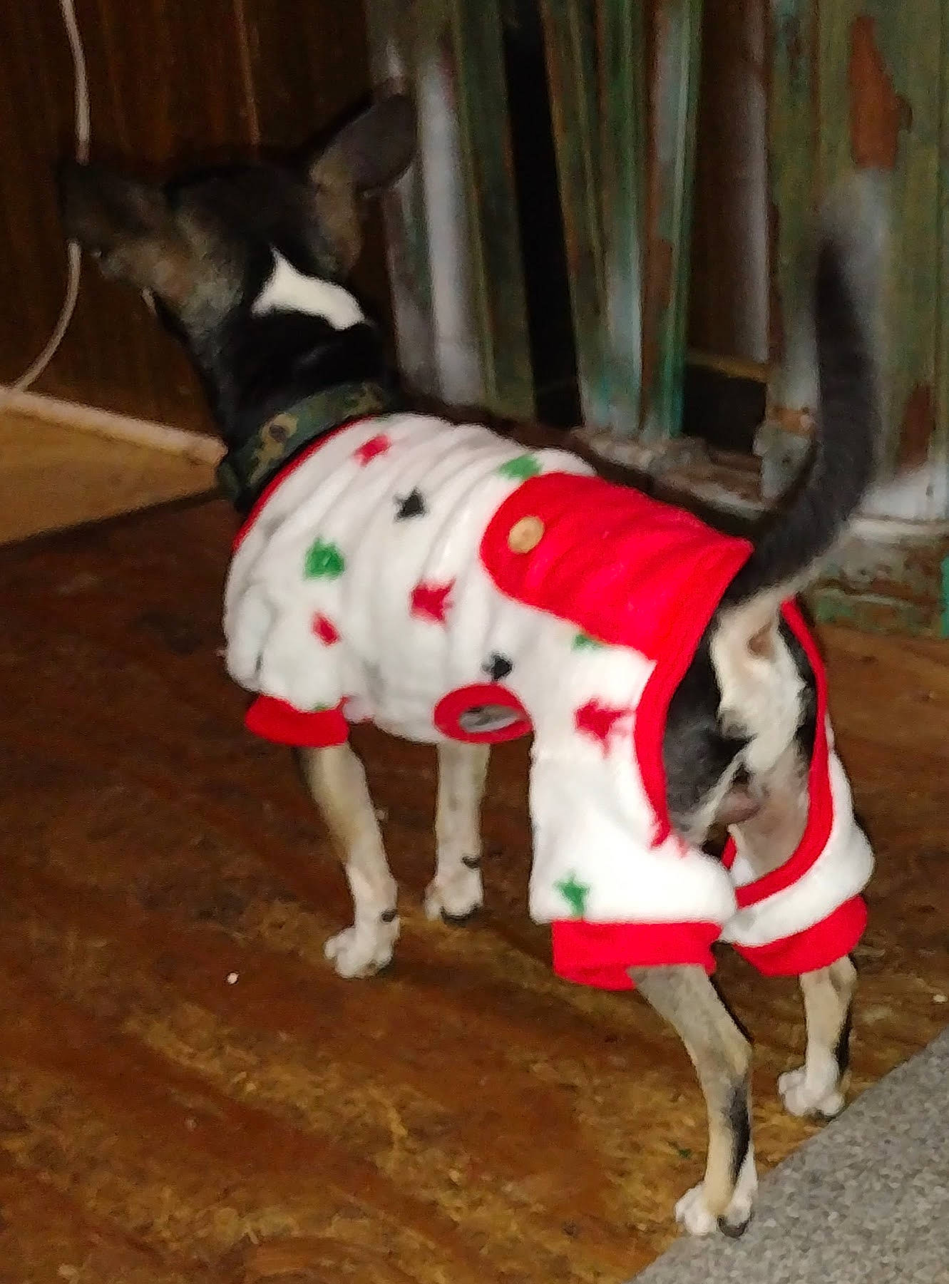 Jackson joined the competition — help win amazing prizes! canidae, carmine, carnivore, collar, companion_dog, dog, dog_breed, dog_clothes, dog_collar, dog_supply, event, fawn, grey, pattern, pet_supply, snout, sporting_group, tail, terrestrial_animal, working_animal