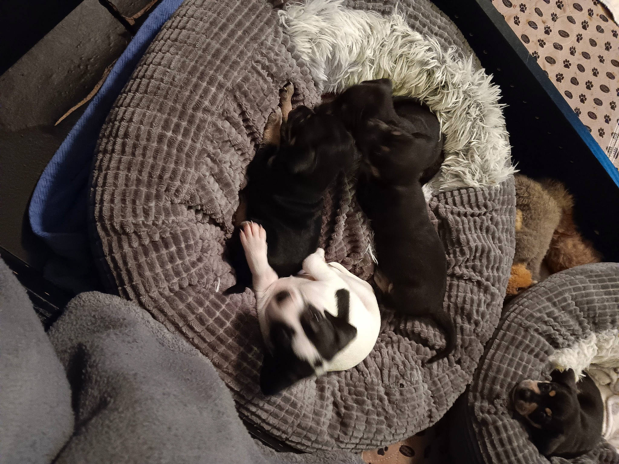 Rio is registered to the contest to win money with this photo: auto_part, automotive_tire, automotive_wheel_system, basket, calabaza, circle, comfort, hat, linens, pattern, plant, reptile, vegetable, wicker, winter_squash, wool