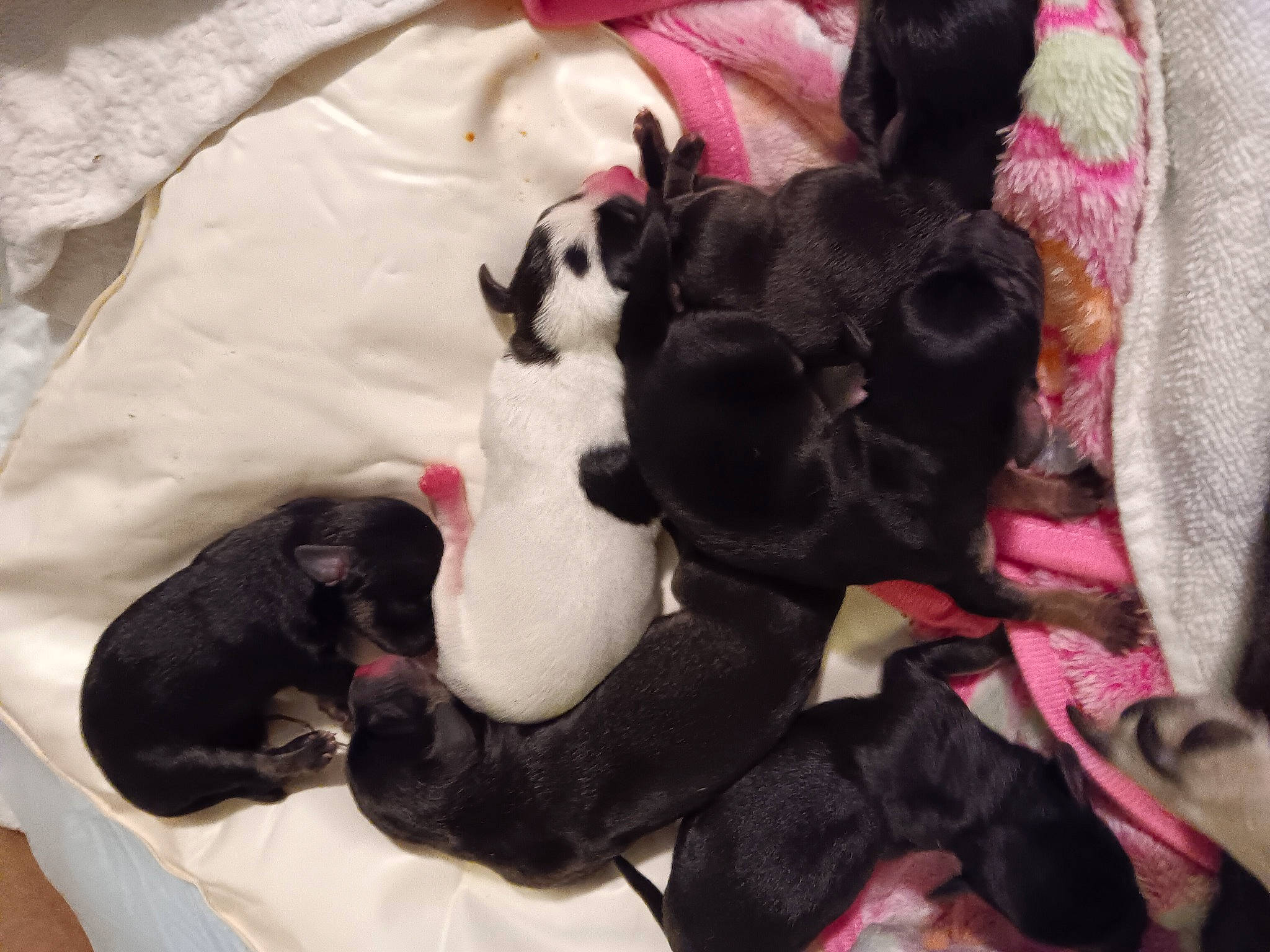 Rio joined the competition — help win amazing prizes! canidae, carnivore, comfort, companion_dog, dog, dog_breed, dog_supply, fawn, felidae, fur, guard_dog, linens, magenta, non_sporting_group, paw, pet_supply, small_to_medium_sized_cats, sporting_group, tail, working_animal