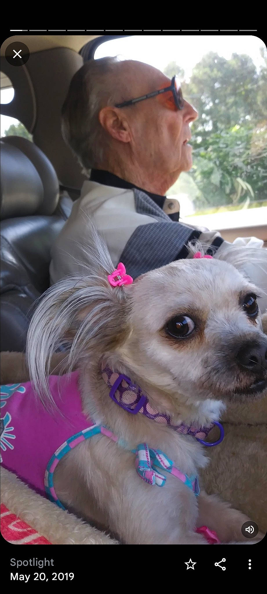 Princess joined the competition — help win amazing prizes! carnivore, collar, companion_dog, dog, dog_breed, dog_collar, dog_supply, ear, event, eyewear, fashion_accessory, fawn, fur, leash, pink, plant, snout, sporting_group, toy_dog, working_animal