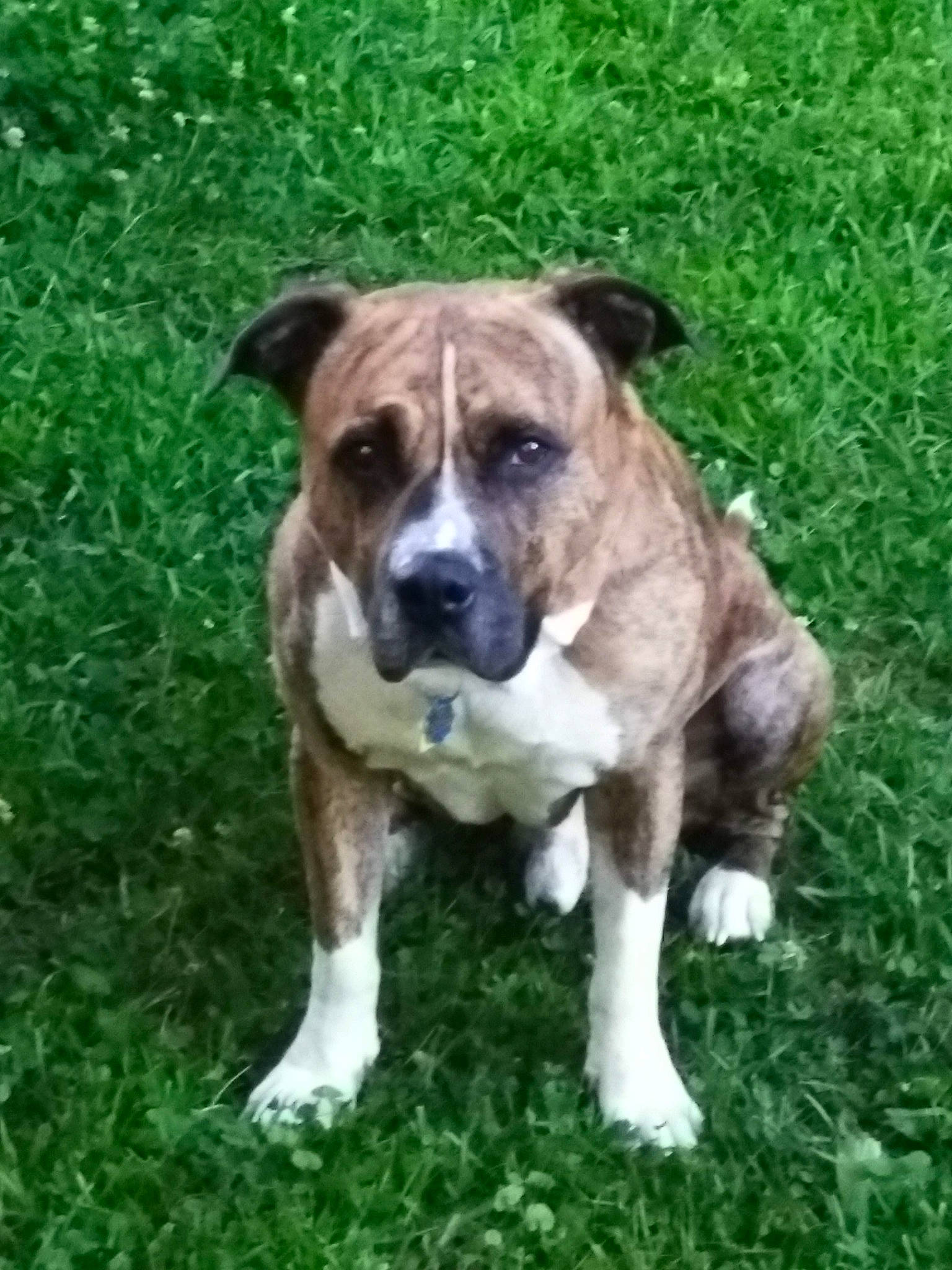 Joe Joe joined the competition — help win amazing prizes! ancient_dog_breeds, art, canidae, carnivore, companion_dog, dog, dog_breed, fawn, grass, groundcover, house, non_sporting_group, plant, snout, sporting_group, terrestrial_animal, working_animal, working_dog