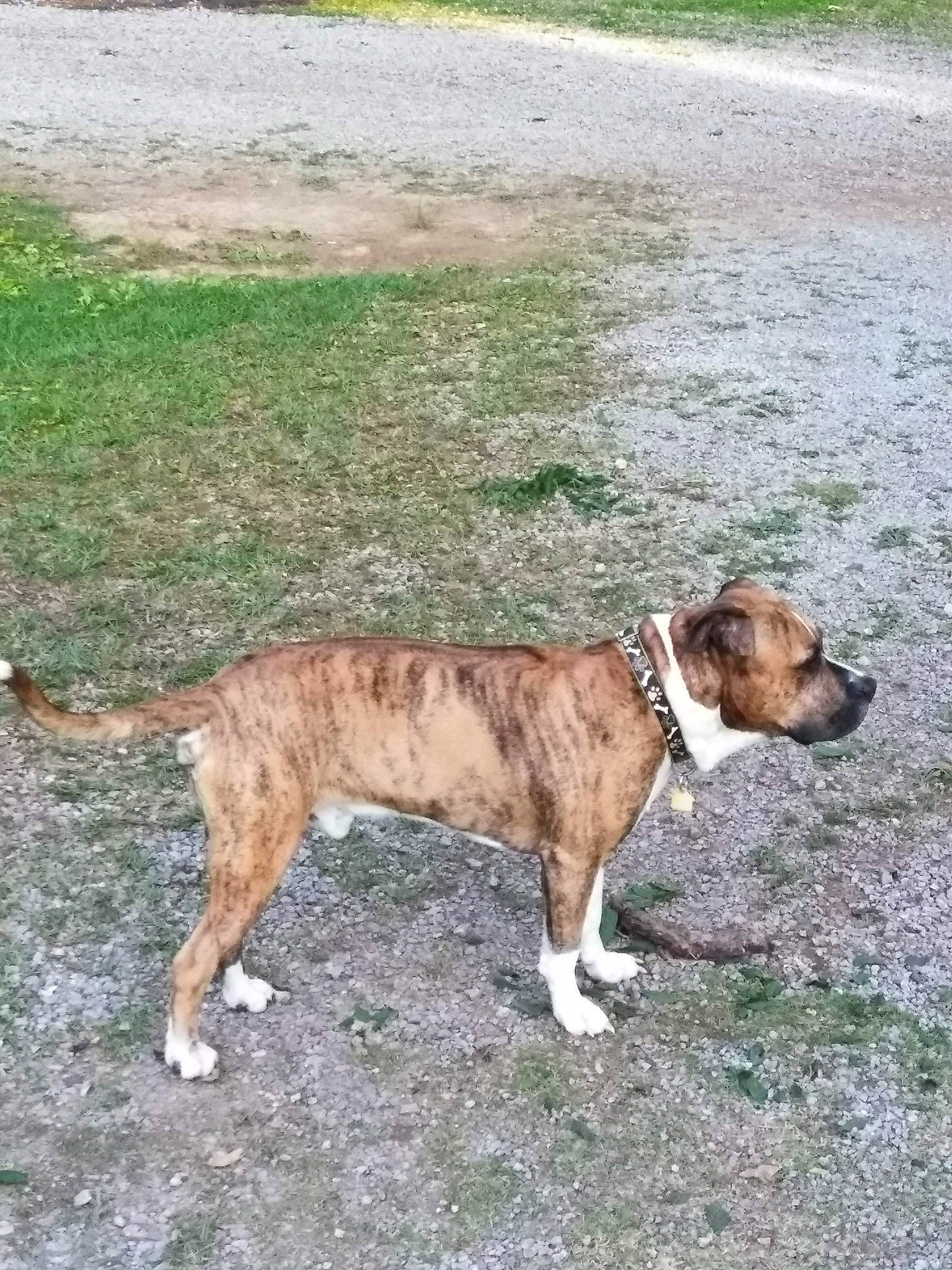 Joe Joe is registered to the contest to win money with this photo: canidae, carnivore, collar, companion_dog, dog, dog_breed, dog_collar, dog_supply, fawn, grass, leash, plant, snout, soil, sporting_group, street_dog, tail, terrestrial_animal, working_animal, working_dog