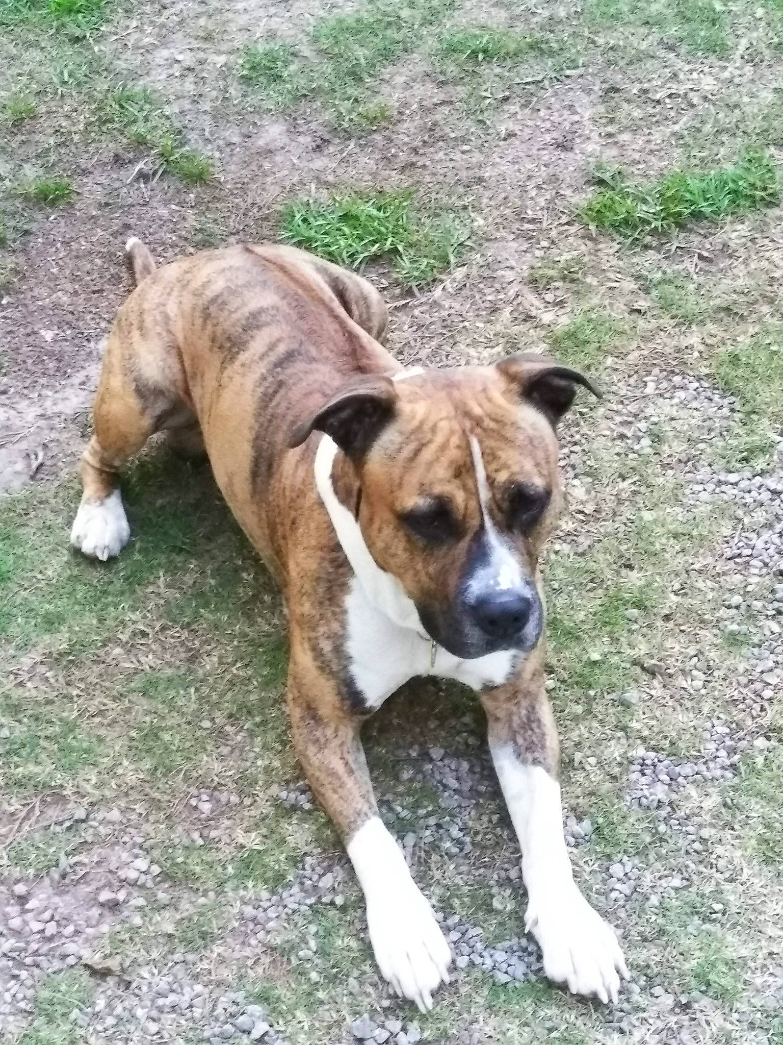 Joe Joe is registered to the contest to win money with this photo: bored, boxer, canidae, carnivore, companion_dog, dog, dog_breed, fawn, grass, non_sporting_group, plant, puppy, sporting_group, terrestrial_animal, working_animal, working_dog