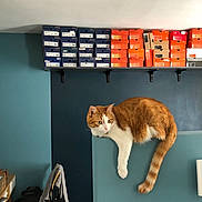 Michel a rejoint le concours — aidez-le/la à gagner de superbes lots ! aegean_cat, carnivore, cat, desk, domestic_short_haired_cat, european_shorthair, felidae, furniture, kitten, room, shelf, shelving, small_to_medium_sized_cats, tabby_cat, table, tail, whiskers, window