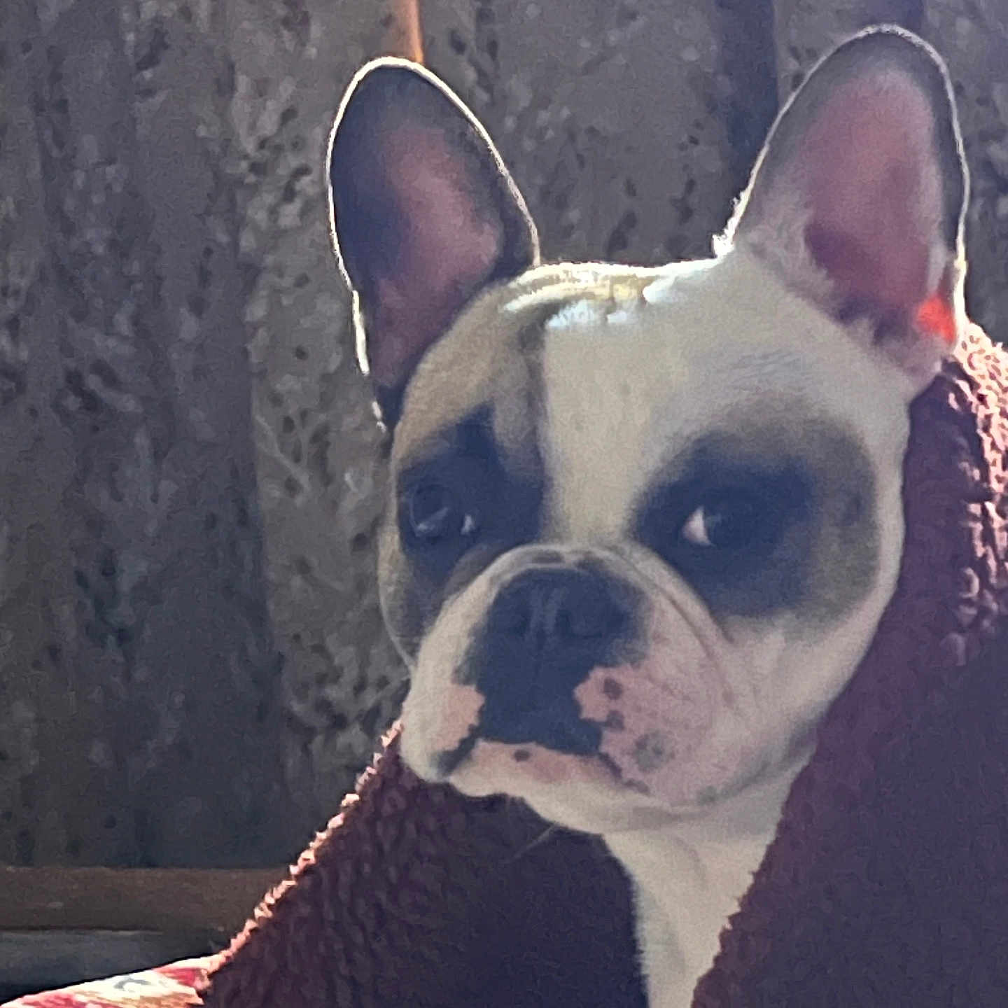 Maggie