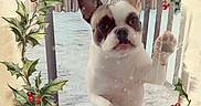 Maggie joined the competition — help win amazing prizes! animal, berries, canine, curious, cute, deck, dog, fence, festive, french_bulldog, glass_door, holiday_frame, holly, outdoor, paw, pet, portrait, seasonal, snow, winter