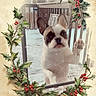 animal, berries, canine, curious, cute, deck, dog, fence, festive, french_bulldog, glass_door, holiday_frame, holly, outdoor, paw, pet, portrait, seasonal, snow, winter