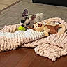 Maggie joined the competition — help win amazing prizes! animal, blanket, carpet, cozy, cute, dog, ears, floor, indoor, pet, playing, plush_toy, puppy, relaxing, small_dog, soft_texture, tennis_ball, toy, wood_floor, young