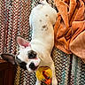 Maggie is registered to the contest to win money with this photo: animal, blanket, carpet, cute, dog, duck_toy, ears, floor, french_bulldog, indoor, lying_down, orange_blanket, pet, playful, plush_toy, puppy, rug, spot, toy, white_dog