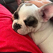 Maggie is registered to the contest to win money with this photo: animal, black_and_white, close_up, comfort, companion, cozy, cute, dog, ears, face, fur, hand, indoor, nap, pet, puppy, red_clothing, relaxation, resting, sleeping