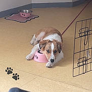 Alma participe au concours pour gagner de l'argent avec cette photo : animal, brown_and_white, cat, cute, dog, feeding_area, food_bowl, home, indoor, leash, lying_down, paw_prints, pet, pet_crate, pink_bowl, portrait, puppy, relaxed, sleeping, tile_floor