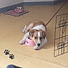 animal, brown_and_white, cat, cute, dog, feeding_area, food_bowl, home, indoor, leash, lying_down, paw_prints, pet, pet_crate, pink_bowl, portrait, puppy, relaxed, sleeping, tile_floor
