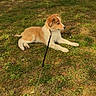 Alma participe au concours pour gagner de l'argent avec cette photo : canine, collar, dog, floppy_ears, golden_fur, grass, lawn, leash, lying_down, nature, outdoor, park, pet, portrait, puppy, side_profile, sunlight, tree, warm_tone, white_fur