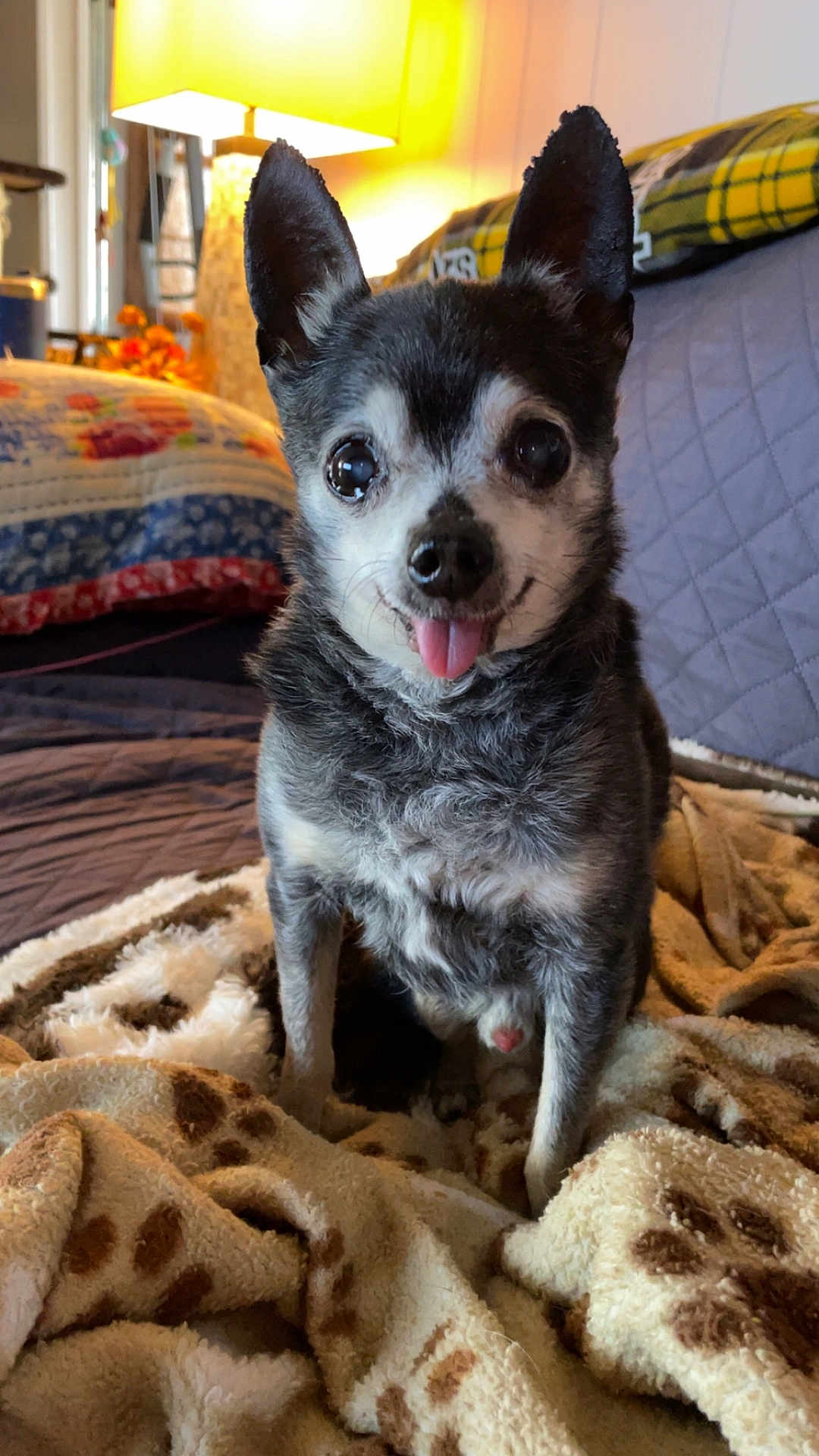 Chico joined the competition — help win amazing prizes! dog, small_dog, tongue_out, blanket, paw_print, indoor, lamp, pillow, cozy, fur, pet, cute, sitting, black_and_white, face, ears, bedroom, quilt, warm_lighting, close_up