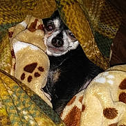 Chico is registered to the contest to win money with this photo: dog, blanket, pet, cozy, sleepy, animal, fur, black_and_white, pattern, warm, indoor, cute, small_dog, resting, comfort, soft, wrapped, snug, face, peeking