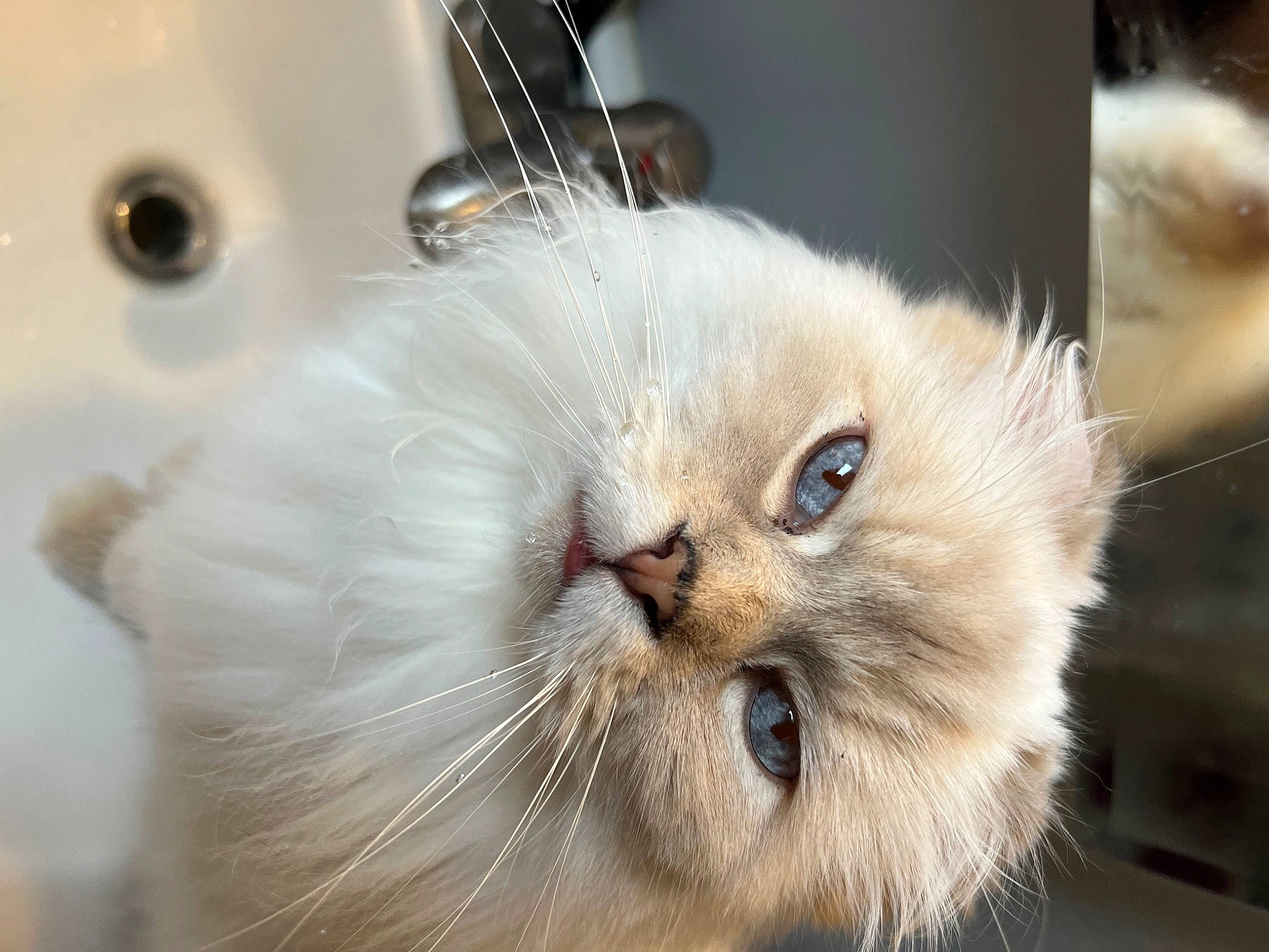 Saber joined the competition — help win amazing prizes! carnivore, cat, claw, felidae, fur, paw, persian, small_to_medium_sized_cats, snout, whiskers