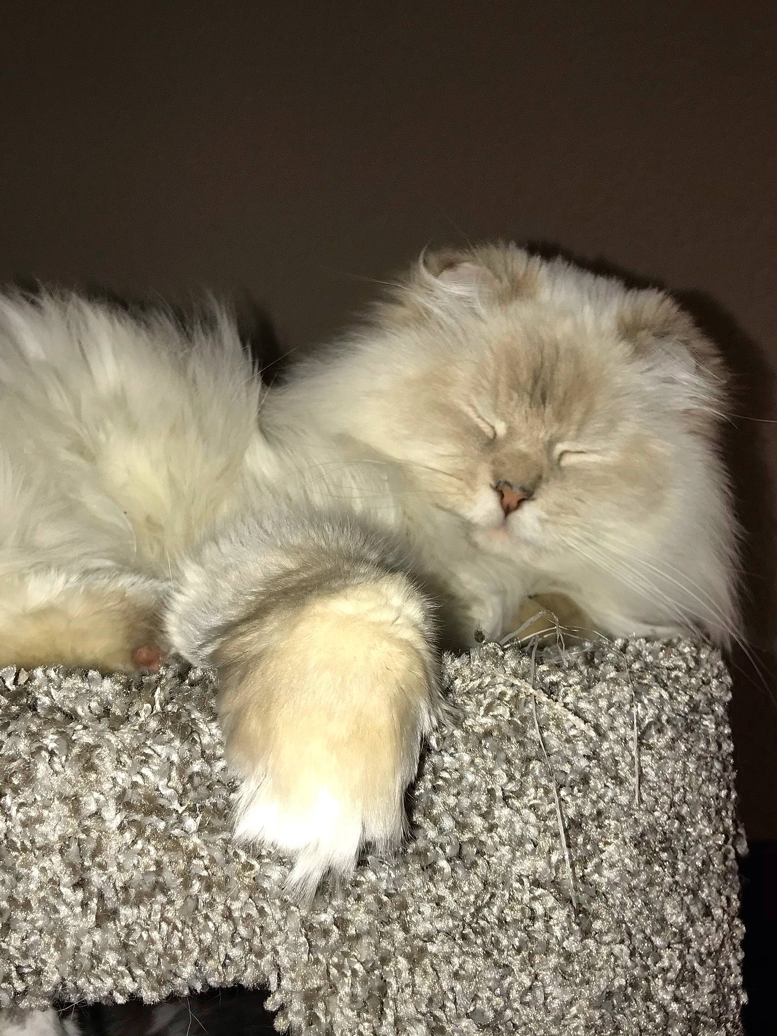 Saber is registered to the contest to win money with this photo: canidae, cat, claw, companion_dog, dog_breed, fawn, felidae, fur, paw, small_to_medium_sized_cats, snout, tail, terrestrial_animal, whiskers