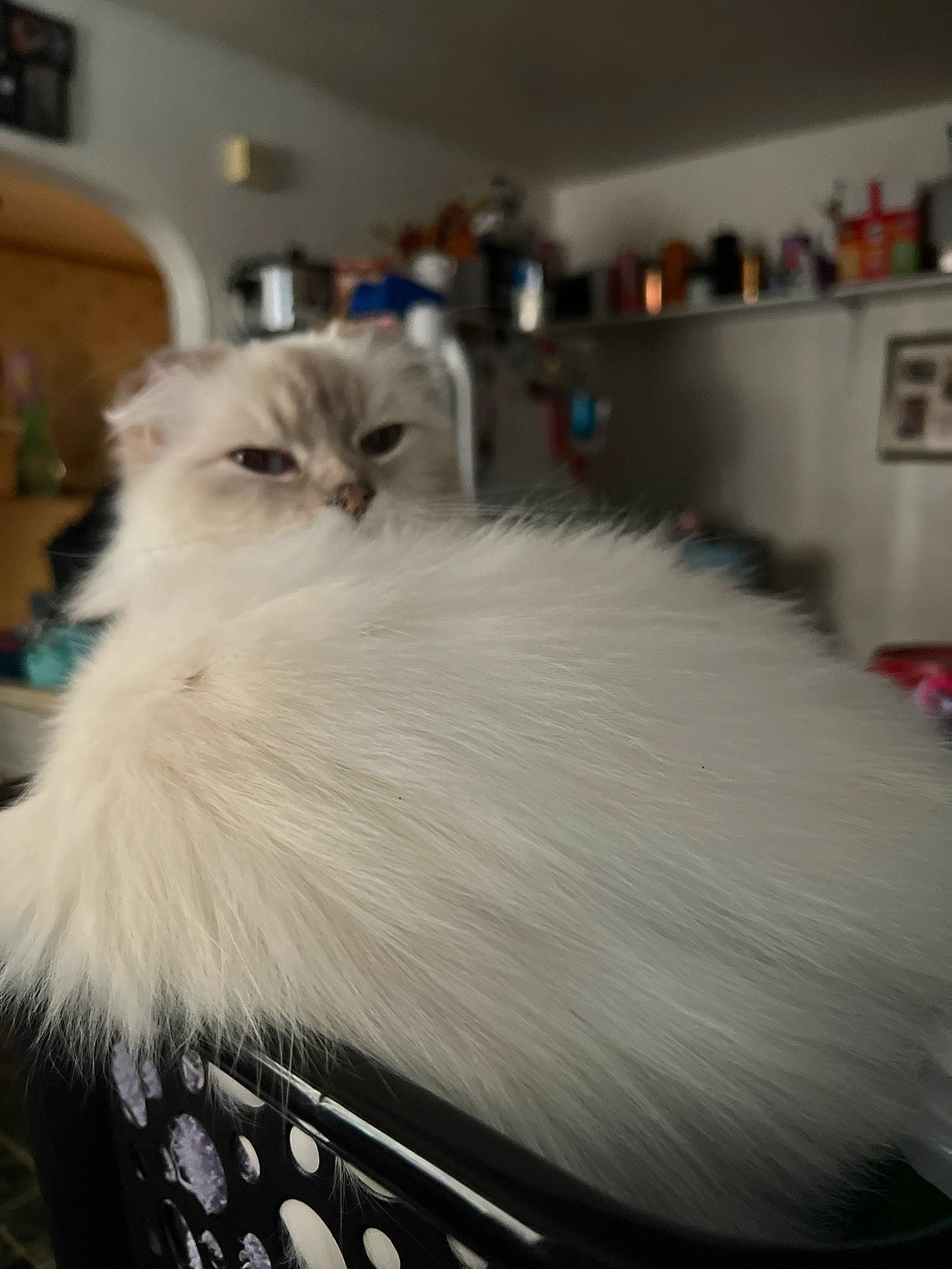 Saber is registered to the contest to win money with this photo: british_longhair, canidae, carnivore, cat, companion_dog, fashion_accessory, fawn, felidae, flooring, fur, persian, ragdoll, small_to_medium_sized_cats, tail, umbrella, whiskers