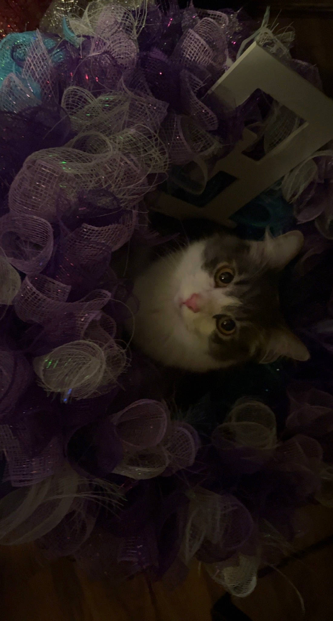 Lilo joined the competition — help win amazing prizes! art, carnivore, cat, circle, darkness, felidae, fur, pattern, small_to_medium_sized_cats, visual_arts, whiskers, window