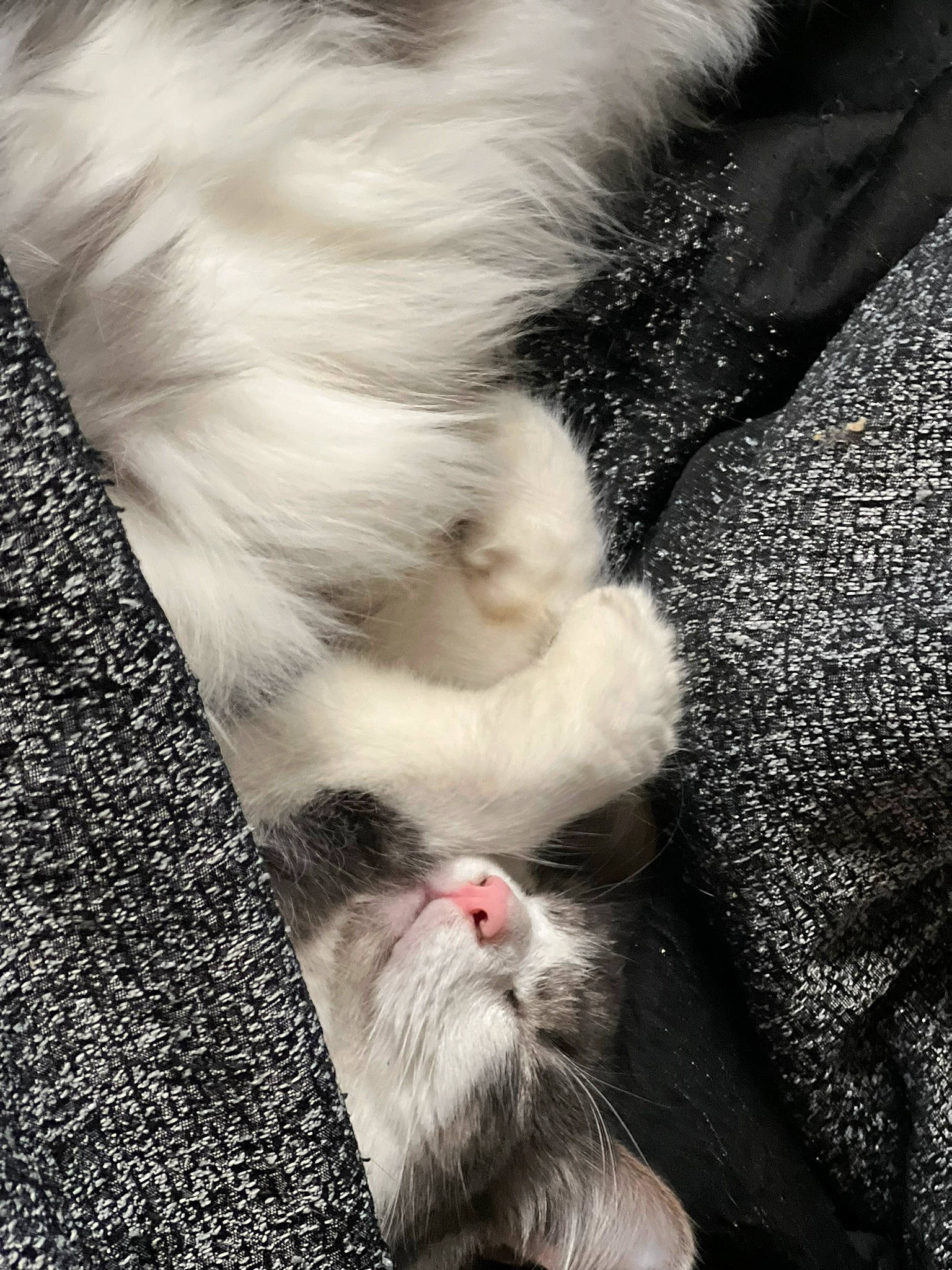 Lilo is registered to the contest to win money with this photo: canidae, carnivore, cat, claw, comfort, companion_dog, dog_breed, domestic_short_haired_cat, fawn, felidae, foot, fur, gesture, human_leg, paw, small_to_medium_sized_cats, snout, sporting_group, tail, whiskers