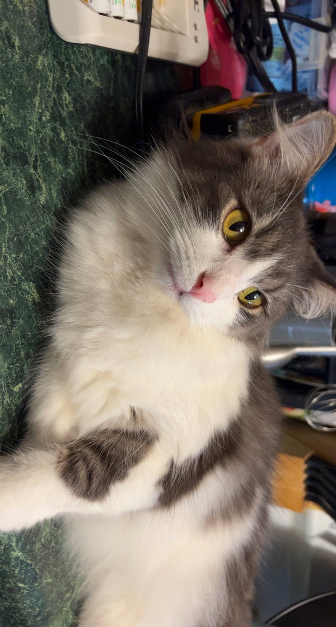 Lilo is registered to the contest to win money with this photo: carnivore, cat, claw, domestic_short_haired_cat, felidae, fur, paw, plant, small_to_medium_sized_cats, snout, tail, tree, whiskers