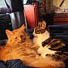 Garfield is registered to the contest to win money with this photo: animal, blanket, cat, companion, cozy, curtain, cute, domestic_animal, dresser, feline, fur, furniture, indoor, orange_cat, pet, relaxing, resting, sleepy, tabby_cat, warm_light