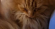 Garfield is registered to the contest to win money with this photo: animal, calm, cat, close_up, cute, domestic_cat, face, feline, fluffy_fur, fur_texture, head, indoor, mammal, orange_cat, pet, portrait, relaxed, sleepy, soft_fur, whiskers