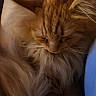 Garfield is registered to the contest to win money with this photo: cat, orange_cat, fluffy_fur, close_up, pet, animal, feline, whiskers, sleepy, domestic_cat, cute, soft_fur, portrait, mammal, indoor, relaxed, calm, fur_texture, head, face