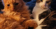 Garfield is registered to the contest to win money with this photo: cat, orange_cat, tabby_cat, furry, pets, indoor, cozy, snuggling, close_up, animal, companions, resting, cute, whiskers, ears, fur, bedroom, window, soft_light, domestic