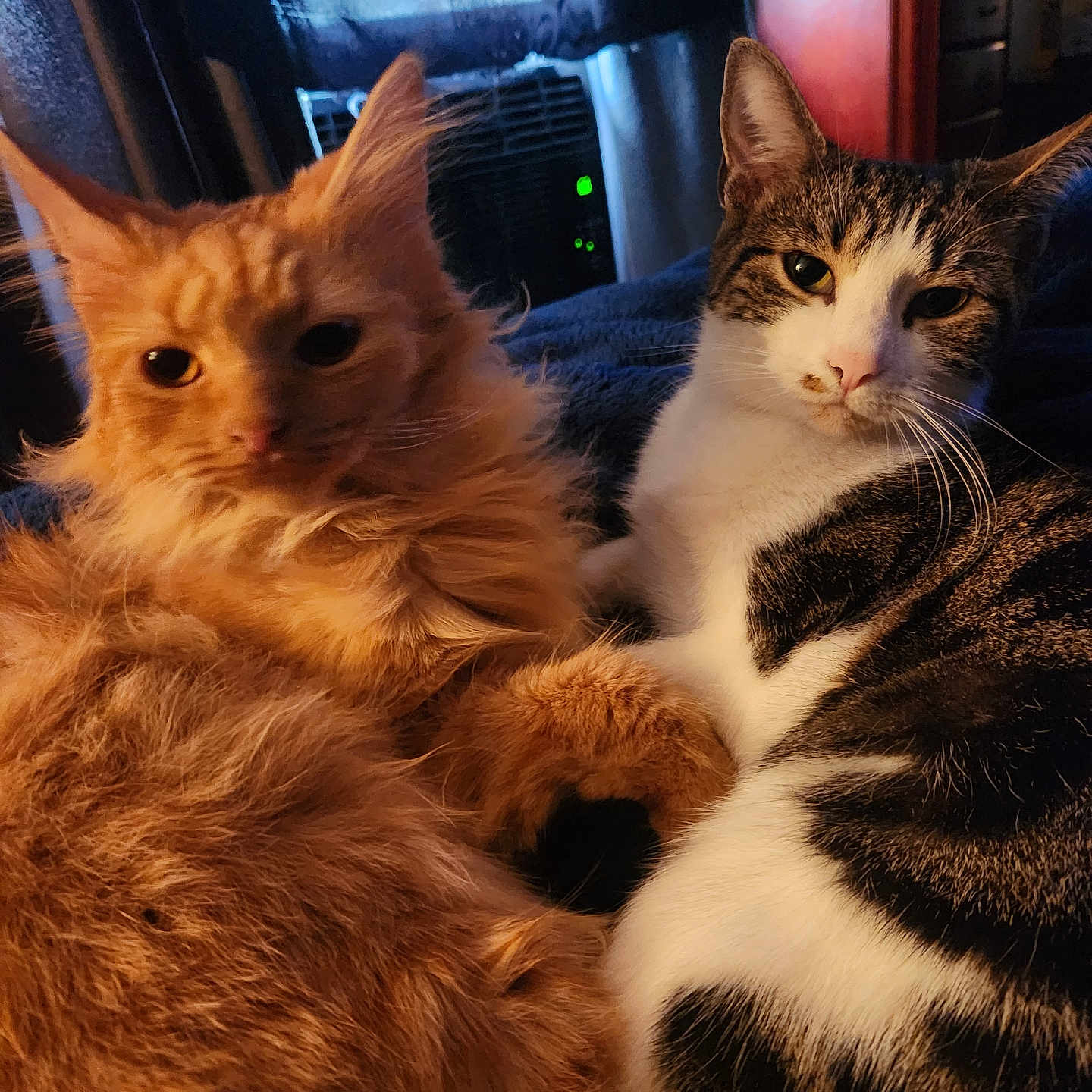 Garfield