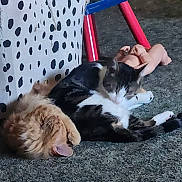Garfield is registered to the contest to win money with this photo: cat, cats, orange_cat, black_and_white_cat, carpet, indoor, plastic_doll, furniture, polka_dot, container, resting, animal, pet, cute, relaxed, floor, domestic, fur, two_animals, cozy