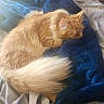 Garfield is registered to the contest to win money with this photo: animal, bed, blanket, blue_blanket, cat, cozy, cute, domestic_cat, fluffy, fur, ginger_cat, indoors, nap, pet, relaxation, resting, sleeping, soft_texture, sunlight, tail