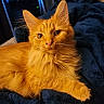 Garfield is registered to the contest to win money with this photo: cat, orange_cat, fluffy, pet, animal, feline, indoor, blanket, blue_blanket, resting, cute, whiskers, ears, fur, paw, closeup, portrait, cozy, relaxed, domestic_cat