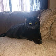 Llumina joined the competition — help win amazing prizes! black_cat, cat, pet, animal, indoor, couch, furniture, relaxing, yellow_eyes, curtains, window, home, domestic_animal, resting, cozy, texture, soft_light, mammal, living_room, laid_back