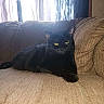 black_cat, cat, pet, animal, indoor, couch, furniture, relaxing, yellow_eyes, curtains, window, home, domestic_animal, resting, cozy, texture, soft_light, mammal, living_room, laid_back