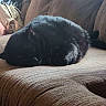 Llumina is registered to the contest to win money with this photo: cat, black_cat, sleeping, couch, furniture, indoor, pet, fur, resting, cozy, domestic_animal, animal, relaxation, texture, shadow, person, bag, arm, home, quiet