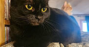 Llumina is registered to the contest to win money with this photo: black_cat, yellow_eyes, cat, feline, indoor, cushion, texture, orange_cat, blurred_background, bookshelf, home, pet, animal, whiskers, relaxed, close_up, domestic_cat, soft_light, curious, cozy