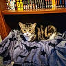 cat, tabby, blanket, bat_pattern, bookshelf, manga, books, shelf, cozy, indoor, pet, feline, striped, fur, resting, looking, carpet, wood, sitting, animal