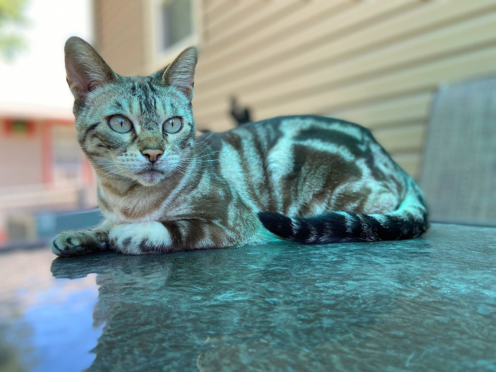 Kingston is registered to the contest to win money with this photo: carnivore, cat, cat_supply, claw, domestic_short_haired_cat, felidae, fur, grass, paw, sitting, small_to_medium_sized_cats, snout, tail, terrestrial_animal, tree, water, whiskers, wildlife