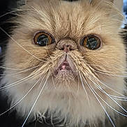 Buddie Adams is registered to the contest to win money with this photo: adorable, animal, cat, close_up, cute, expression, face, feline, fluffy, fur, indoor, long_hair, mouth, muzzle, nose, persian_cat, pet, portrait, whiskers, wide_eyes