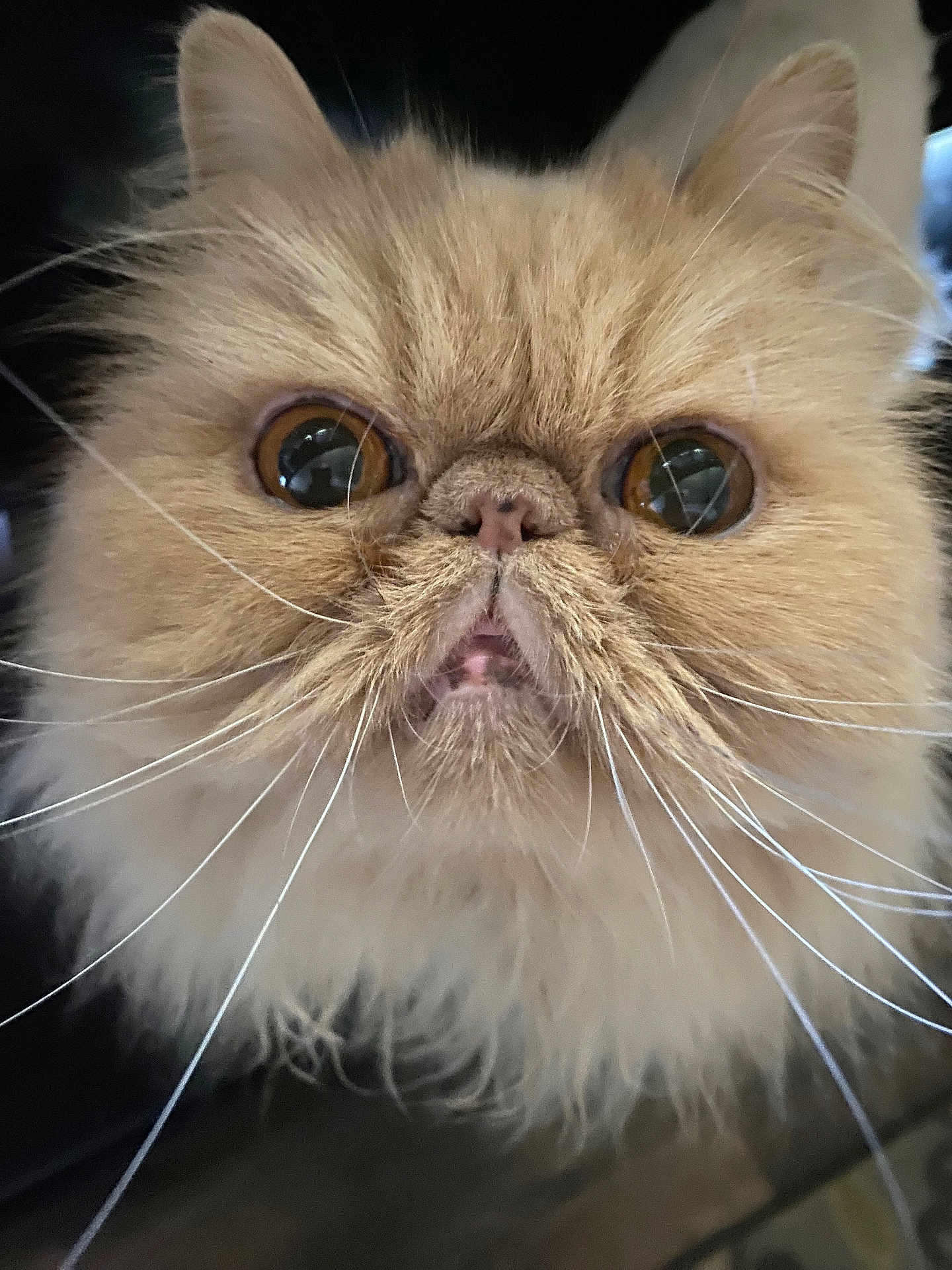 Buddie Adams is registered to the contest to win money with this photo: adorable, animal, cat, close_up, cute, expression, face, feline, fluffy, fur, indoor, long_hair, mouth, muzzle, nose, persian_cat, pet, portrait, whiskers, wide_eyes