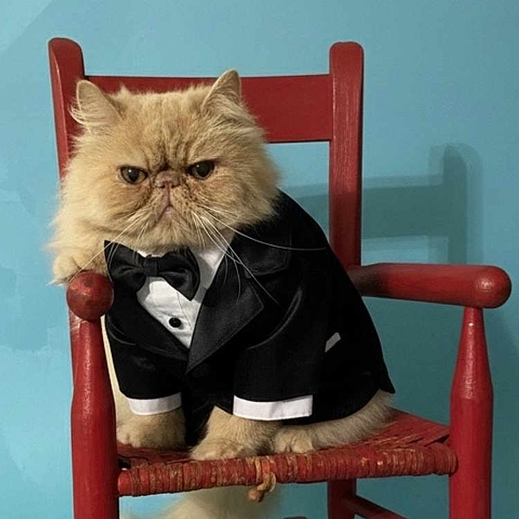 Buddie Adams joined the competition — help win amazing prizes! animal, blue_background, bow_tie, cat, costume, cute, fluffy_fur, indoor, paws, persian_cat, pet_photography, pets, portrait, red_chair, rocking_chair, seated, serious_expression, tuxedo_outfit, whiskers, wooden_chair