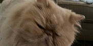 Buddie Adams is registered to the contest to win money with this photo: animal, blurred, cat, closeup, couch, cute, domestic_animal, feline, fluffy, fur, furniture, home, indoor, living_room, mammal, pet, plaid, relaxing, sleepy, whiskers